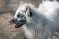 Arctic fox portrait in nature. Royalty Free Stock Photo