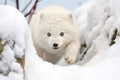 arctic fox pouncing on a hidden burrow in snow Royalty Free Stock Photo