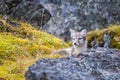 Arctic Fox relaxing at the entrance to its den Royalty Free Stock Photo