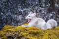 Arctic Fox relaxing at the entrance to its den Royalty Free Stock Photo