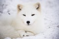 Arctic fox resting in the snow Royalty Free Stock Photo