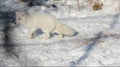 Arctic Fox Roaming Thru Winter Environment