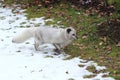 Arctic fox