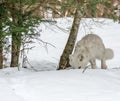 Arctic fox in seasonal moulting burrowing the soil looking for food Royalty Free Stock Photo