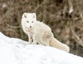 Arctic fox in seasonal moulting posing on a hill for the camera