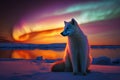 Arctic Fox sitting in arctic sunset, aurora borealis Royalty Free Stock Photo
