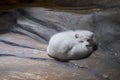 Arctic fox sleeping on rock Royalty Free Stock Photo