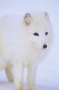 Arctic Fox in snow Royalty Free Stock Photo