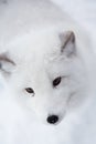 Arctic fox in the snow in Norway Royalty Free Stock Photo