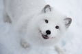 Arctic fox in the snow in Norway Royalty Free Stock Photo