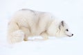 Arctic Fox in Snow Royalty Free Stock Photo