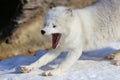 Arctic Fox in Snow Royalty Free Stock Photo