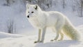 Arctic Fox In Snowfall,oil Painting,AI,PS Action