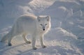 Arctic fox on snowy tundra
