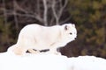 Arctic fox standing broadside Royalty Free Stock Photo