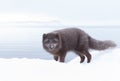 Arctic fox standing in the snow Royalty Free Stock Photo