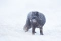 Arctic fox standing in the snow Royalty Free Stock Photo