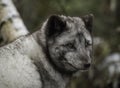 Arctic fox portrait Royalty Free Stock Photo