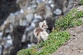 An Arctic fox, in summer coat, north of Svalbard in the Arctic Royalty Free Stock Photo