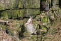 An Arctic fox, in summer coat, north of Svalbard in the Arctic Royalty Free Stock Photo