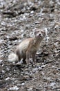 An Arctic fox, in summer coat, north of Svalbard in the Arctic Royalty Free Stock Photo