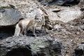 An Arctic fox, in summer coat, north of Svalbard in the Arctic Royalty Free Stock Photo