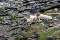 An Arctic fox, in summer coat, north of Svalbard in the Arctic Royalty Free Stock Photo