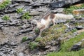 An Arctic fox, in summer coat, north of Svalbard in the Arctic Royalty Free Stock Photo