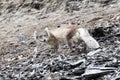 An Arctic fox, in summer coat, north of Svalbard in the Arctic Royalty Free Stock Photo