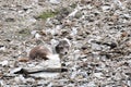 An Arctic fox, in summer coat, north of Svalbard in the Arctic Royalty Free Stock Photo