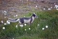 Arctic fox in Svalbard, summer