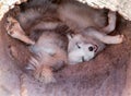 Arctic fox