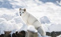 Arctic Fox Under the Sun in Winter Royalty Free Stock Photo