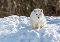 Arctic Fox Under the Sun in Winter Royalty Free Stock Photo