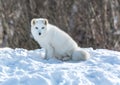 Arctic Fox Under the Sun in Winter Royalty Free Stock Photo
