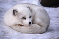 Arctic fox Vulpelagopus, also known as the white, polar or snow fox,