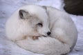 Arctic fox Vulpelagopus, also known as the white, polar or snow fox,