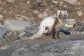 Arctic fox Vulpes lagopus also known as polar fox in summer