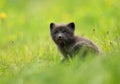 Arctic fox Vulpes lagopus cub in the meadow Royalty Free Stock Photo