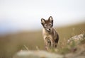 Arctic Fox, Vulpes lagopus, cub in natural habitat, summer in Svalbard Norway Royalty Free Stock Photo