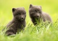 Arctic fox Vulpes lagopus cubs