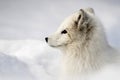 Arctic Fox Vulpes lagopus, cute animal photo Royalty Free Stock Photo