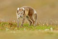 Arctic Fox, Vulpes lagopus, cute animal portrait in the nature habitat, grass meadow with flowers, Iceland. Polar fox in the natur