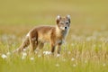 Arctic Fox, Vulpes lagopus, cute animal portrait in the nature habitat, grass meadow with flowers, Svalbard, Norway. Polar fox in