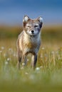 Arctic Fox, Vulpes lagopus, cute animal portrait in the nature habitat, grass meadow with flowers, Svalbard, Norway Royalty Free Stock Photo