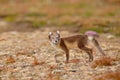 Arctic Fox, Vulpes lagopus, cute animal portrait in the nature habitat, grassy meadow with flowers, Svalbard, Norway. Beautiful Royalty Free Stock Photo