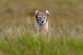 Arctic Fox, Vulpes lagopus, cute animal portrait in the nature habitat, grassy meadow with flowers, Svalbard, Norway. Beautiful Royalty Free Stock Photo