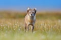 Arctic Fox, Vulpes lagopus, cute animal portrait in the nature habitat, grassy meadow with flowers, Svalbard, Norway. Beautiful