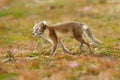 Arctic Fox, Vulpes lagopus, cute animal portrait in the nature habitat, grassy meadow with flowers, Svalbard, Norway. Beautiful Royalty Free Stock Photo