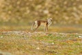 Arctic Fox, Vulpes lagopus, cute animal portrait in the nature habitat, grassy meadow with flowers, Svalbard, Norway. Beautiful Royalty Free Stock Photo